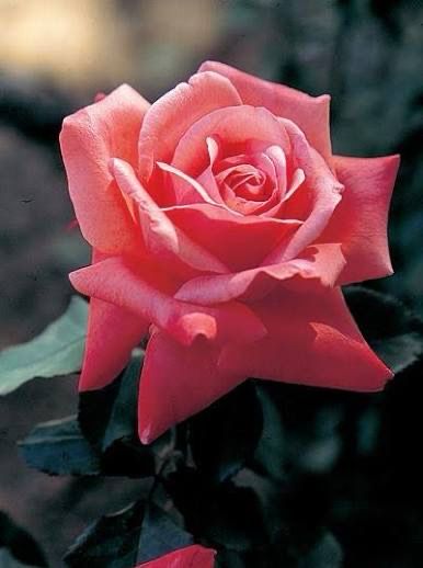 Rose “Artistry” Grade 1. Bare Root. On Multiflora