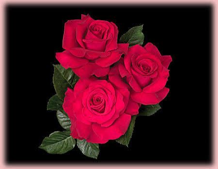 Rose “Let Freedom Ring” Grade 1. Bare Root. On Multiflora Rose “Let Freedom Ring” Grade 1. Bare Root. On Multiflora