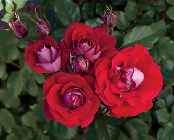 Rose “Take It Easy” Grade 1. Bare Root. On Multiflora.