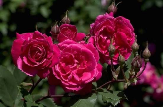 New Rose! “Alexander Mackenzie” Grade 1. Bare Root. On Multiflora Rootstock New Rose! “Alexander Mackenzie” Grade 1. Bare Root. On Multiflora Rootstock