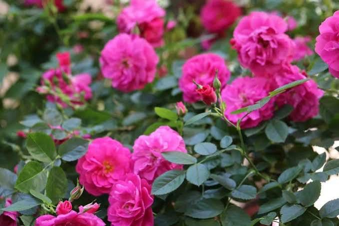 New Rose! “John Cabot Climbing Rose” Grade 1. Bare Root. On Multiflora Rootstock. New Rose! “John Cabot Climbing Rose” Grade 1. Bare Root. On Multiflora Rootstock.