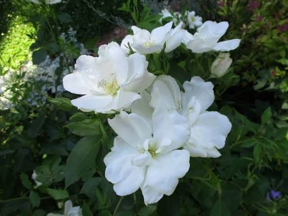 Rose “Morden Snowbeauty” Grade 1. Bare Root. On Multiflora Rose “Morden Snowbeauty” Grade 1. Bare Root. On Multiflora