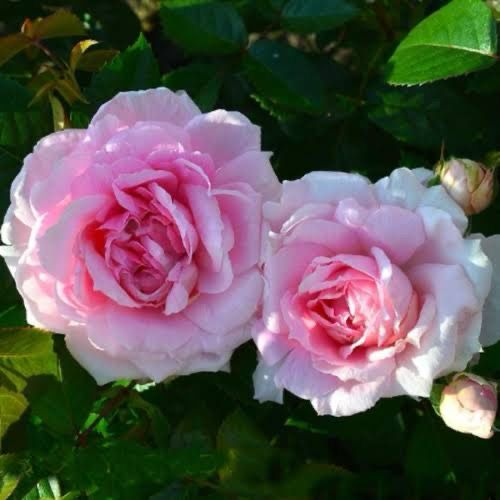 New Rose! “Lambert Closse” Grade 1. Bare Root. On Multiflora Rootstock.