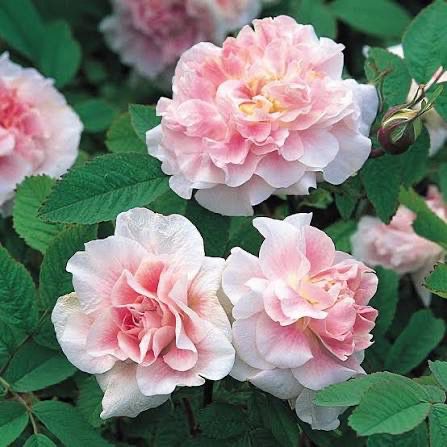 New Rose! “Martin Frobisher” Grade 1. Bare Root. On Multiflora. New Rose! “Martin Frobisher” Grade 1. Bare Root. On Multiflora.
