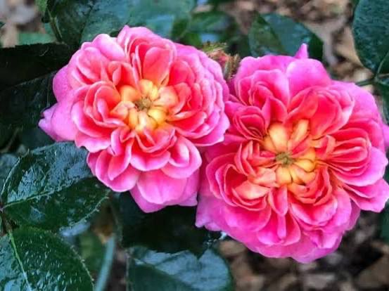 Own Root Rose “Treasure Trail” One Gallon Potted. Spring Shipping Own Root Rose “Treasure Trail” One Gallon Potted. Spring Shipping