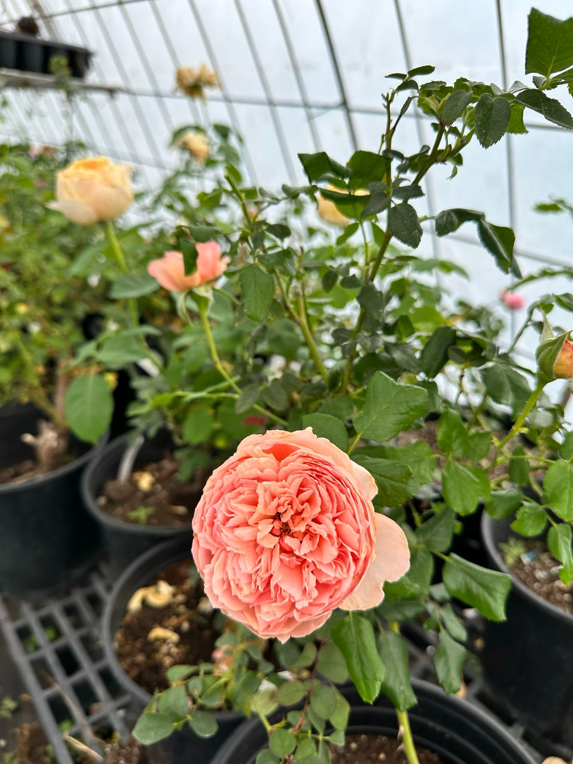 Own Root Rose “Masora” One Gallon Potted. Shipped In Spring. Own Root Rose “Masora” One Gallon Potted. Shipped In Spring.