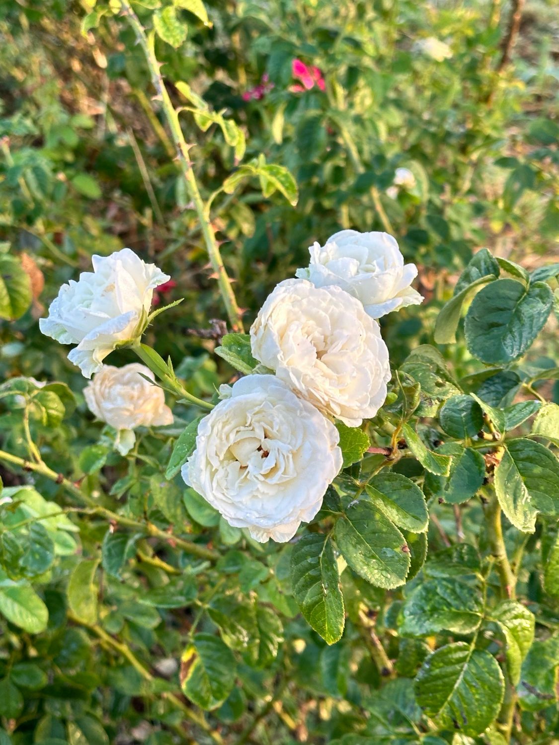 Own Root Climbing Rose “Dimitri” Potted. One Gallon. Ready Spring 2027