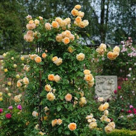 Own Root Rose DA “AusWinter Climber” Potted One Gallon. Spring Shipping. Own Root Rose DA “AusWinter Climber” Potted One Gallon. Spring Shipping.