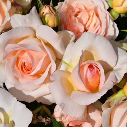 Own Root Rose Rare!!! “Chandos Beauty” Potted One Gallon. Shipping Spring 2027. Own Root Rose Rare!!! “Chandos Beauty” Potted One Gallon. Shipping Spring 2027.