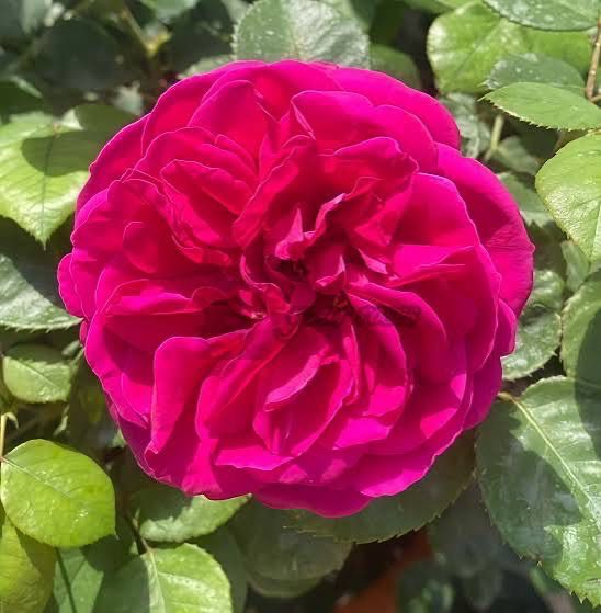 Own Root Rose “Fur Elise” One Gallon Potted. Spring Shipping. Own Root Rose “Fur Elise” One Gallon Potted. Spring Shipping.