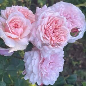 Own Root Rose “Sweet Antike” One Gallon Potted. Spring Shipping