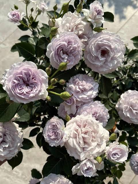 Own Root Rose “Jise” One Gallon. Ready Spring 2027 Own Root Rose “Jise” One Gallon. Ready Spring 2027