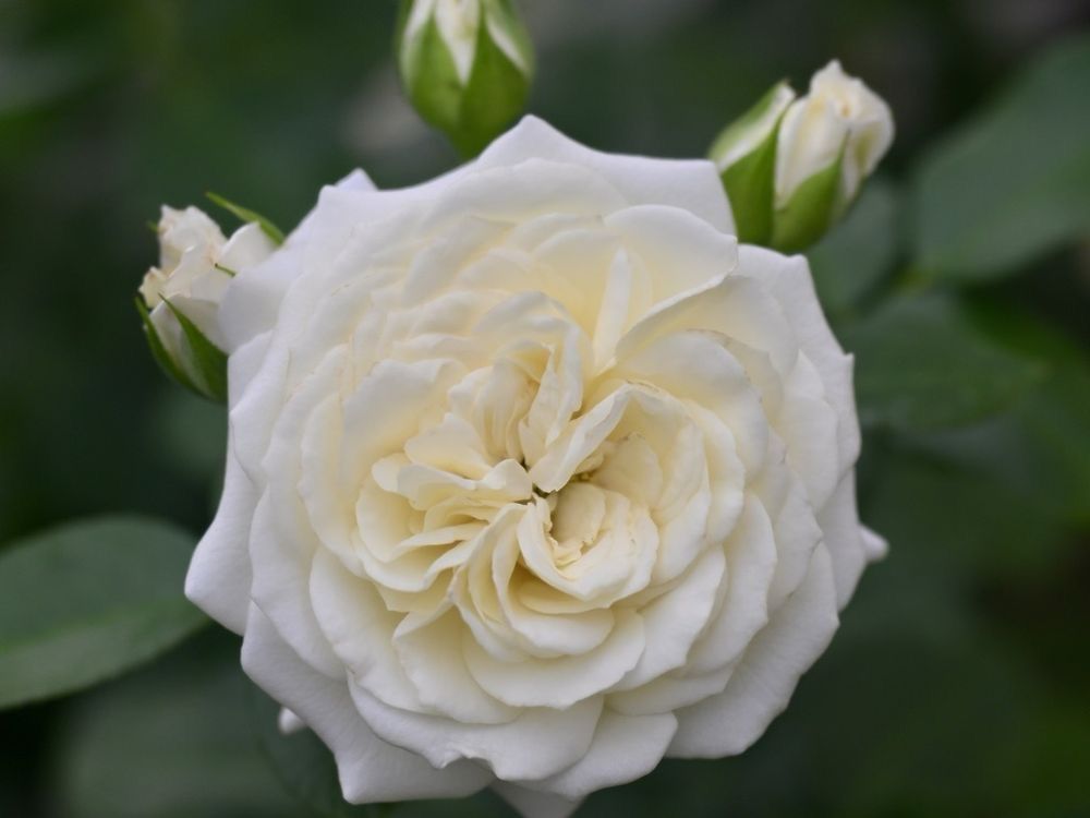 Tantau Rose “Alabaster” Grade 1, Bare Root On Dr. Huey. Lilac Scent! Awesome Disease Resistance! Tantau Rose “Alabaster” Grade 1, Bare Root On Dr. Huey. Lilac Scent! Awesome Disease Resistance!