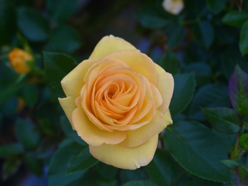 Tantau Rose “Alsterwasser” Grade One. Bare Root. On Dr. Huey Rootstock. Strong Fragrance! Tantau Rose “Alsterwasser” Grade One. Bare Root. On Dr. Huey Rootstock. Strong Fragrance!