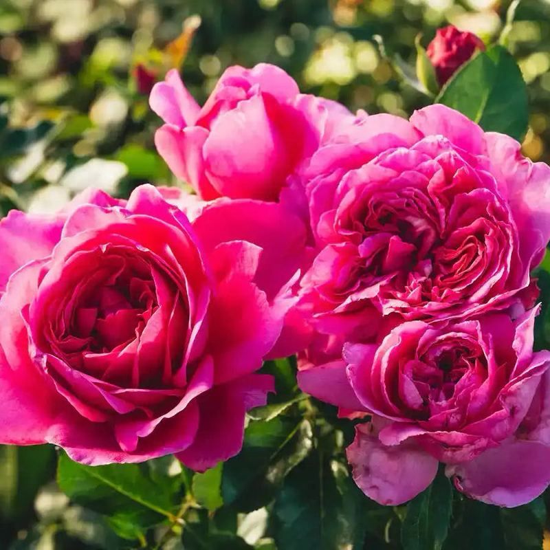 Tantau Rose “Anni” Grade One. Bare Root. On Dr. Huey. Strong Fragrance! Heat Resistant, Disease Resistant!