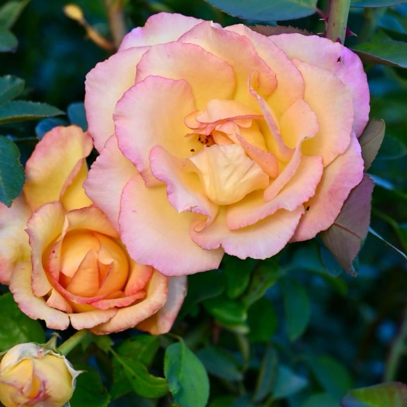 Rose “Boheme Climber” Grade One. Bare Root. On Dr. Huey. Strong Fragrance. Very Disease Resistant! Rose “Boheme Climber” Grade One. Bare Root. On Dr. Huey. Strong Fragrance. Very Disease Resistant!