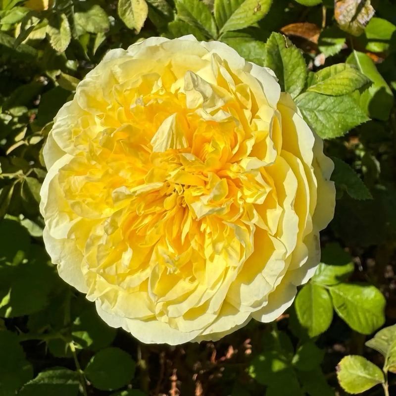 Tantau Rose “Bumblebee” Grade One. Bare Root. On Dr Huey. Heat Resistant!