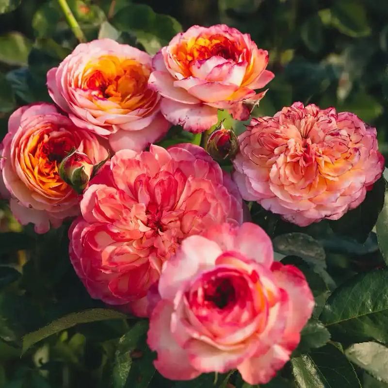 Delbard Rose “Fleur De Lumiere” Grade One. Bare Root. On Dr. Huey. Strong Fragrance! Heat Resistant! Delbard Rose “Fleur De Lumiere” Grade One. Bare Root. On Dr. Huey. Strong Fragrance! Heat Resistant!