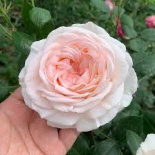 Rose “Gruaud Larose” Grade One. Bare Root. On Dr. Huey. Strong Delicious Fragrance!