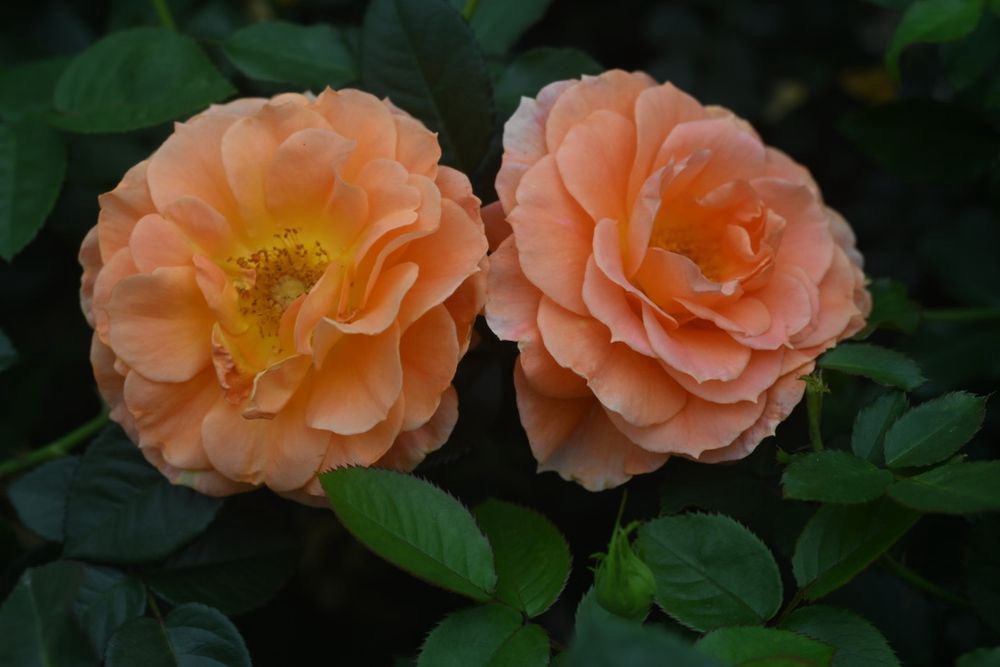 Tantau Rose “Berliner Morgen” Grade One. Bare Root. On Dr. Huey.