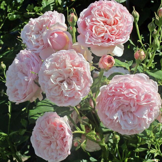 Tantau Rose “Divina” Grade One. Bare Root. On Dr Huey. Strong Fragrance! Superb Disease Resistance! Tantau Rose “Divina” Grade One. Bare Root. On Dr Huey. Strong Fragrance! Superb Disease Resistance!