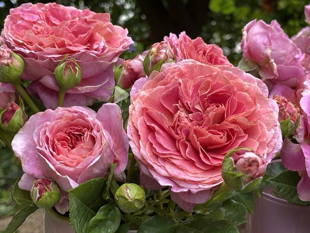 Tantau Rose “Fontenay” Grade One. Bare Root. On Dr Huey. Strong Fragrance! Large Bloom! Excellent Disease Resistance! Tantau Rose “Fontenay” Grade One. Bare Root. On Dr Huey. Strong Fragrance! Large Bloom! Excellent Disease Resistance!