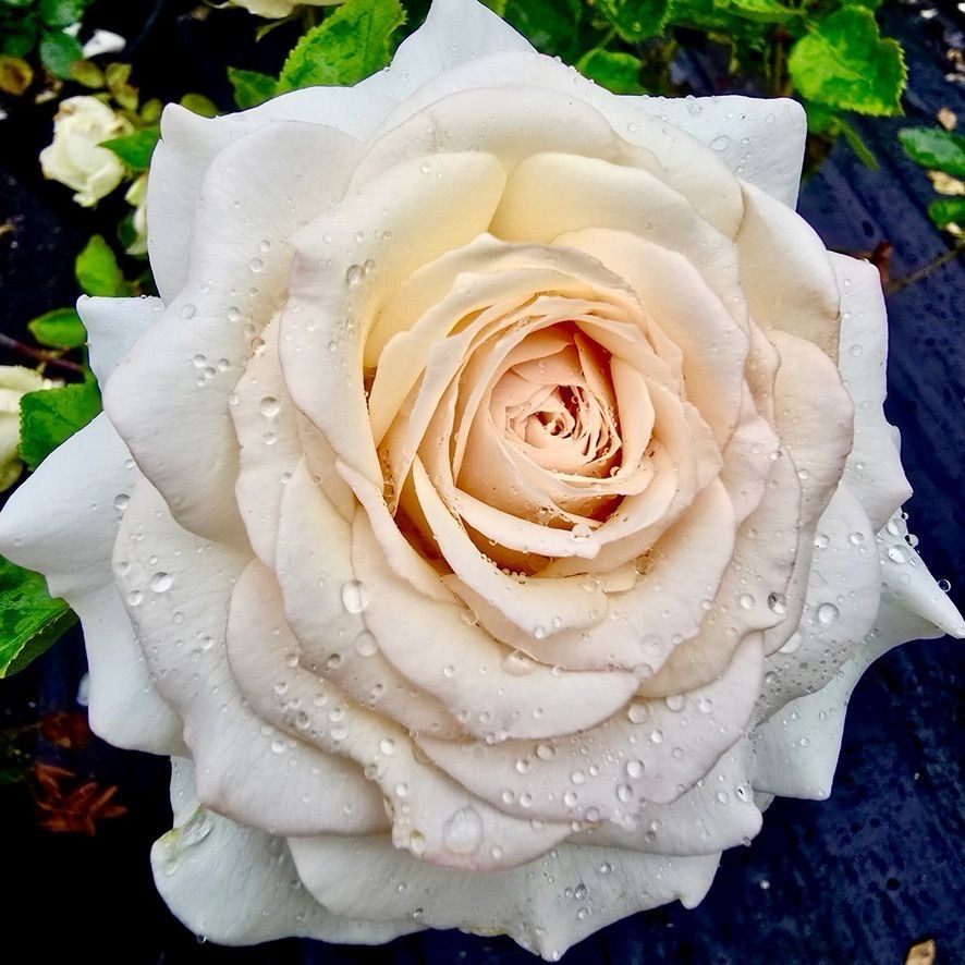 Tantau Rose “Incandescence” Grade One. Bare Root. On Dr. Huey. Exceptional Strong Fragrance! Heat Resistant!