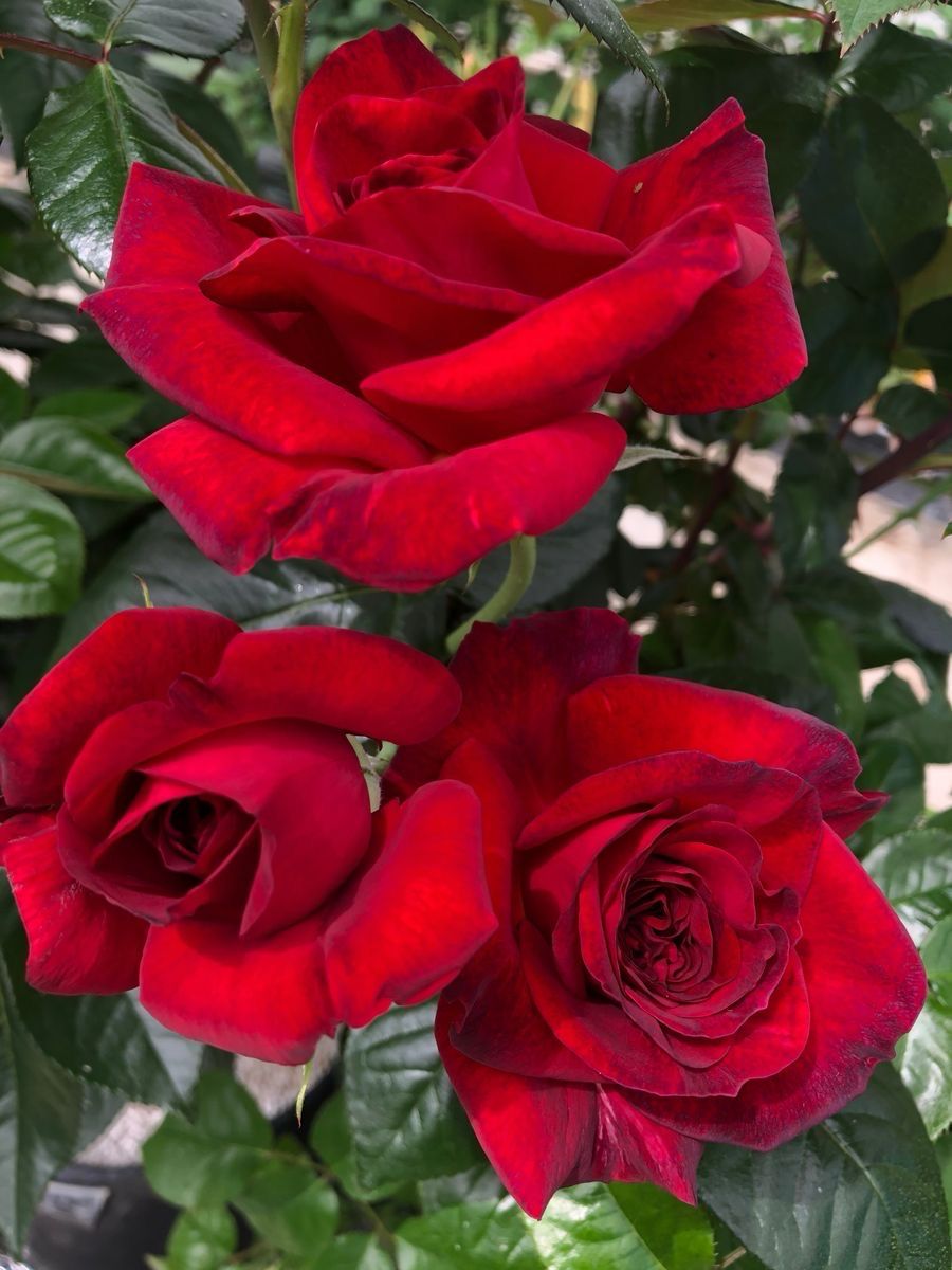 Delbard Rose “La Rose Monsieur” Grade One. Bare Root. On Dr. Huey. Gorgeous Blooms! Delbard Rose “La Rose Monsieur” Grade One. Bare Root. On Dr. Huey. Gorgeous Blooms!