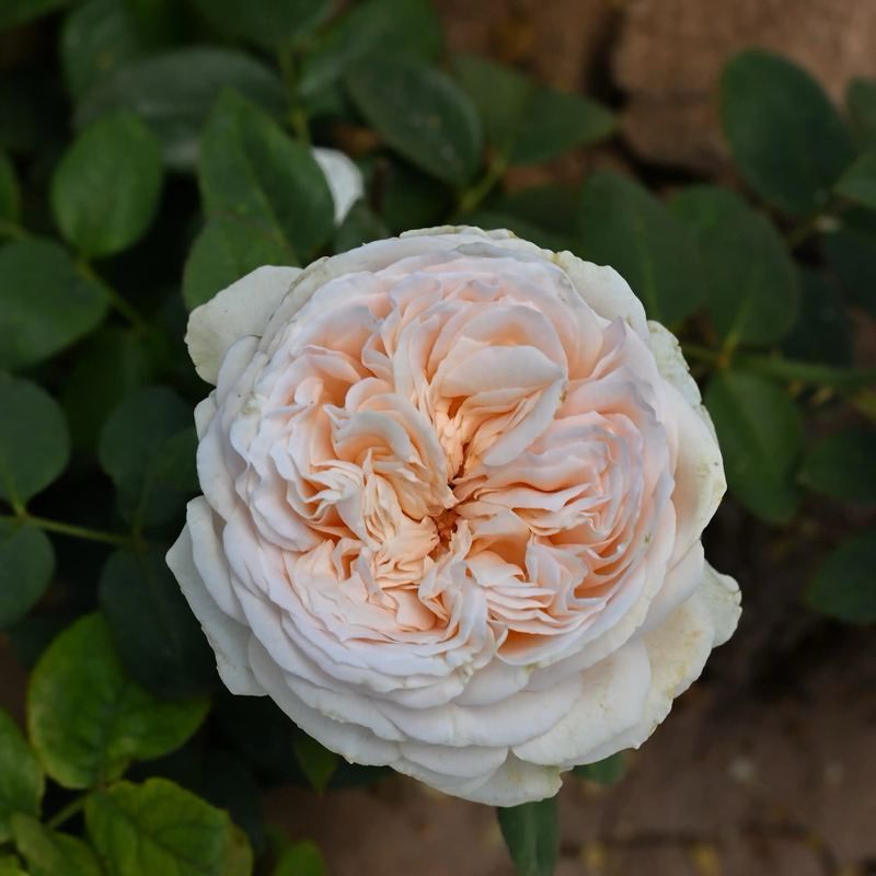Orard Rose “Maison Peche” Grade One. Bare Root. On Dr. Huey. Exceptional Fragrance! Great Disease Resistance!