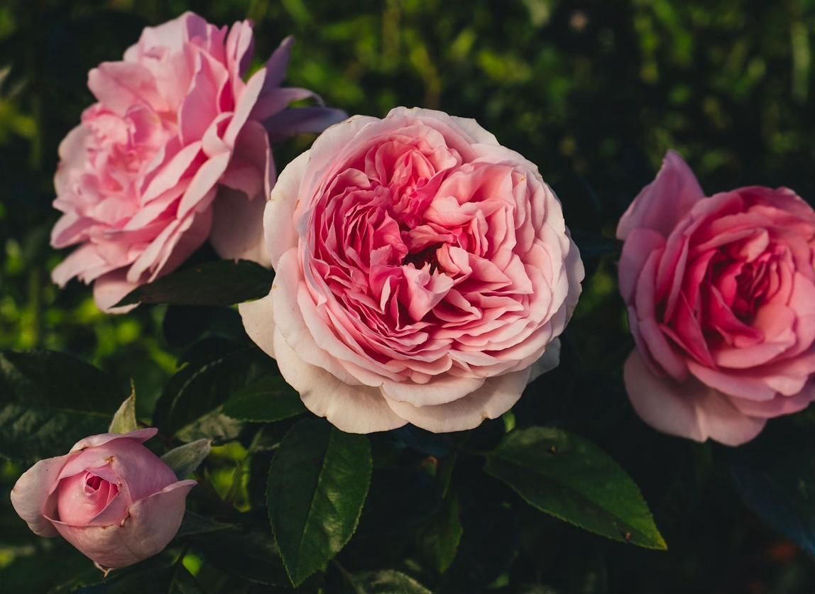 Delbard Rose “Jardin Couture” Grade One. Bare Root. On Dr. Huey. Strong Fragrance! Good Heat Resistance!