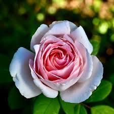 Orard Rose “Macron” Grade One. Bare Root. On Dr. Huey. Strong Fragrance!