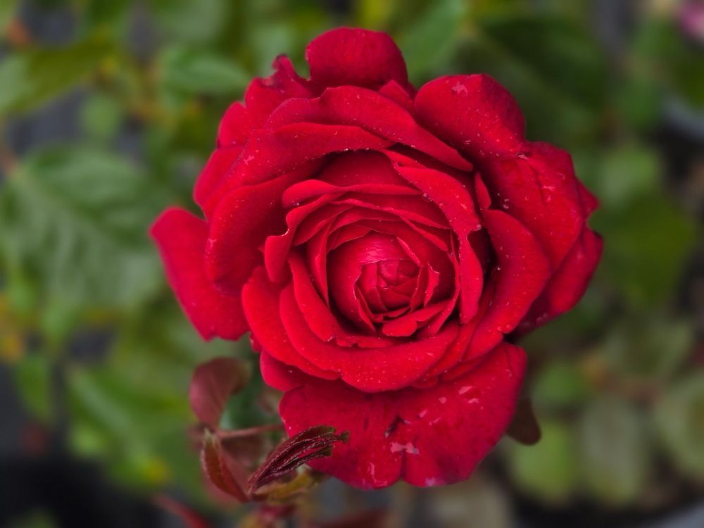 Orard Rose “Maison Rouge” Grade One. Bare Root. On Dr. Huey. Strong Fragrance! Orard Rose “Maison Rouge” Grade One. Bare Root. On Dr. Huey. Strong Fragrance!