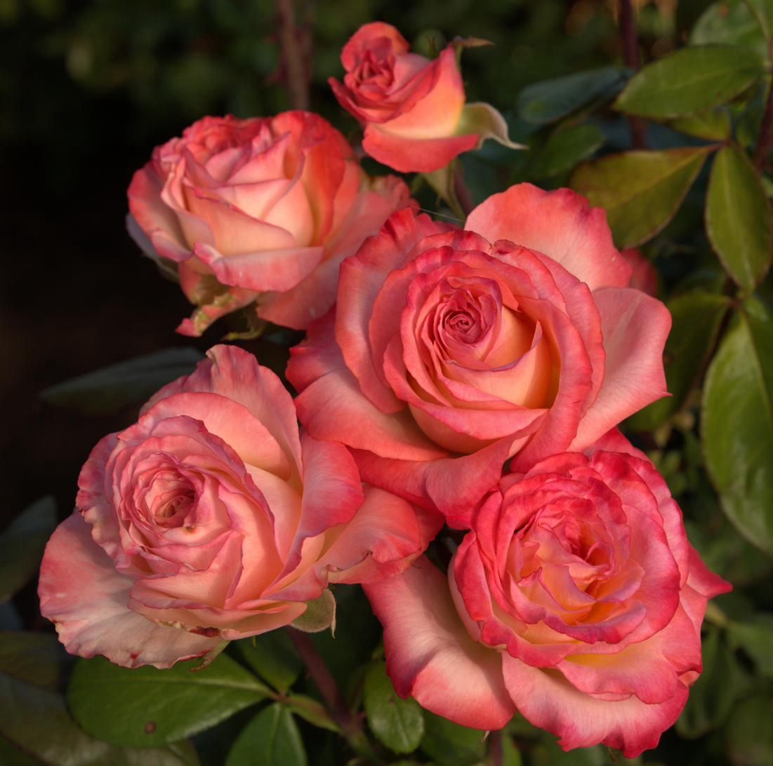Rippetoe Rose “Magnifiscent” Grade One. Bare Root. On Dr. Huey. Exceptional Fragrance And Color! Rippetoe Rose “Magnifiscent” Grade One. Bare Root. On Dr. Huey. Exceptional Fragrance And Color!