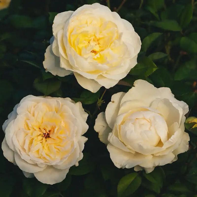 Orard Rose “Maison Mariee” Grade One. Bare Root. On Dr. Huey.