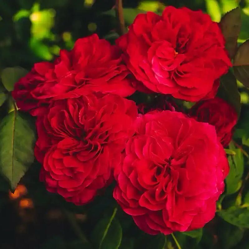 Tantau Rose “Mila” Grade One. Bare Root. On Dr. Huey Rootstock. Strong Fragrance! Beautiful Color! Great Disease Resistance! Tantau Rose “Mila” Grade One. Bare Root. On Dr. Huey Rootstock. Strong Fragrance! Beautiful Color! Great Disease Resistance!