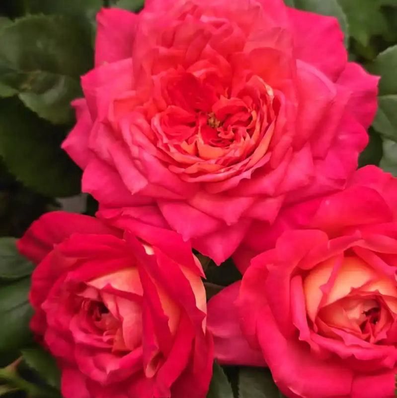 Dutch Rose “My Sweet Love” Grade One. Bare Root. On Dr. Huey. Fragrant! Heat Resistant! Dutch Rose “My Sweet Love” Grade One. Bare Root. On Dr. Huey. Fragrant! Heat Resistant!