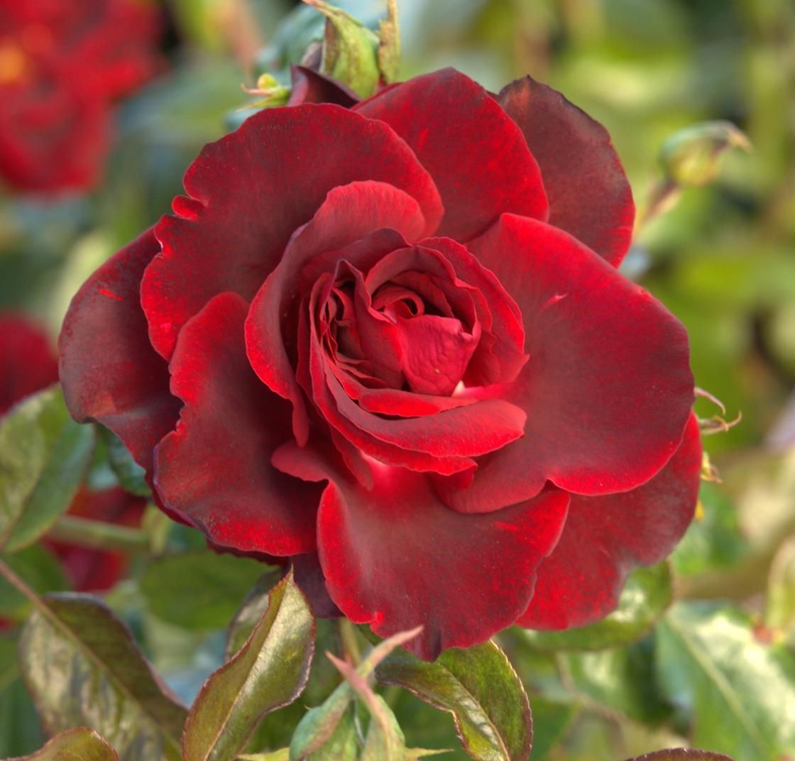 Delbard Rose “Opus Noir” Grade One. Bare Root. On Dr. Huey Rootstock. Strong Fragrance! Great Disease Resistance! Heat Tolerant! Limit 1 Each.