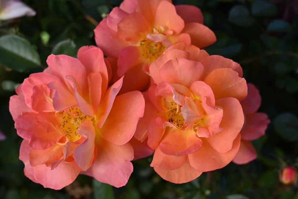 Jan Spek Rose “Orangerie” Grade One, Bare Root. On Dr. Huey. Strong Fragrance! Heat Tolerant! Jan Spek Rose “Orangerie” Grade One, Bare Root. On Dr. Huey. Strong Fragrance! Heat Tolerant!