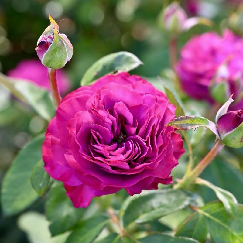 Jan Spek Rose “Navy” Grade One. Bare Root. On Dr. Huey.