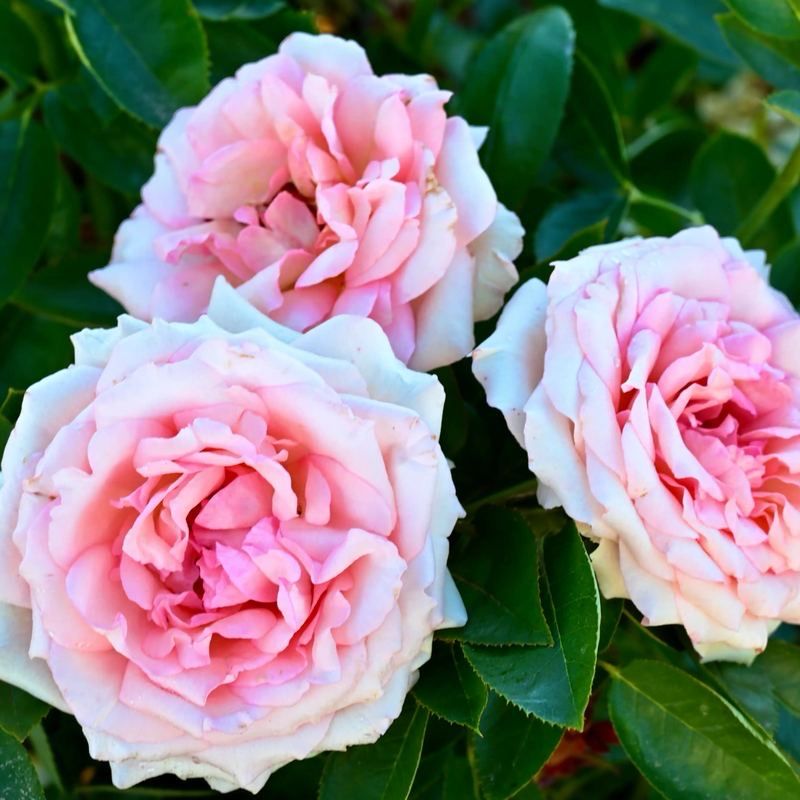 NIRP Rose “Organza” Grade One, Bare Root. On Dr. Huey. Strong Fragrance! Large Bloom! Heat Tolerant!
