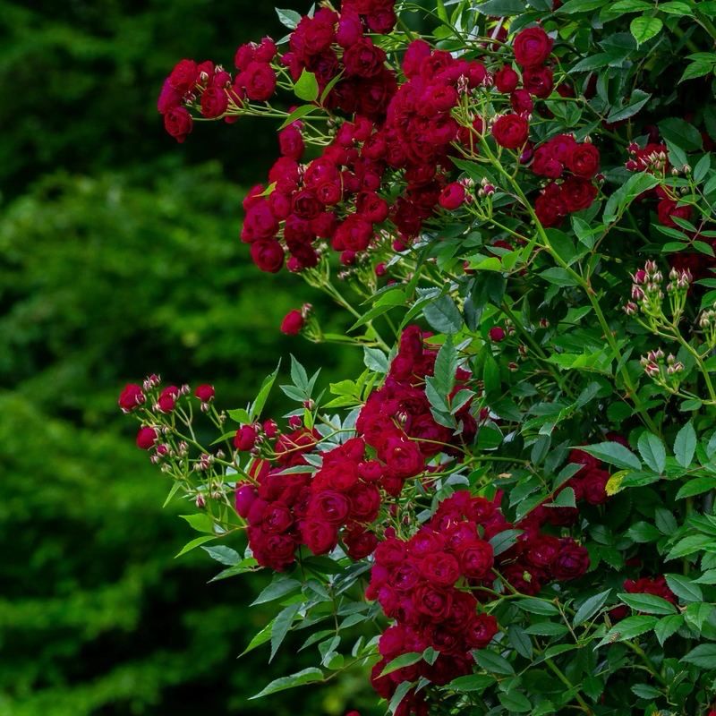 Tantau Rose “Perennial Domino Climbing Rose” Grade One. Bare Root. On Dr. Huey Rootstock.