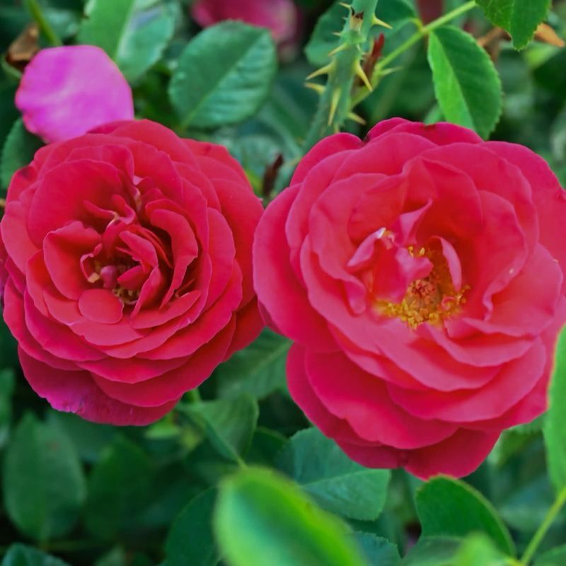 Delbard Rose “Ponts Des Arts” Grade One. Bare Root. On Dr. Huey. Delbard Rose “Ponts Des Arts” Grade One. Bare Root. On Dr. Huey.