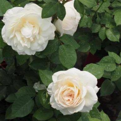 Delbard Rose “Princess Astrid De Belgique” Grade One. Bare Root. On Dr. Huey Rootstock. Strong Fragrance! Excellent Disease Resistance! Delbard Rose “Princess Astrid De Belgique” Grade One. Bare Root. On Dr. Huey Rootstock. Strong Fragrance! Excellent Disease Resistance!
