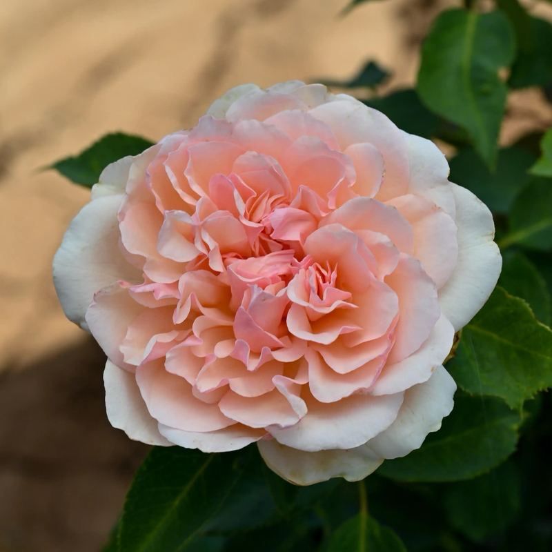 Barni Rose “Roberto Cappucci” Grade One, Bare Root Rose, On Dr. Huey Rootstock. Strong Fragrance. Extra Large Bloom! Good Disease Resistance. Limit 1 Per Customer! Barni Rose “Roberto Cappucci” Grade One, Bare Root Rose, On Dr. Huey Rootstock. Strong Fragrance. Extra Large Bloom! Good Disease Resistance. Limit 1 Per Customer!