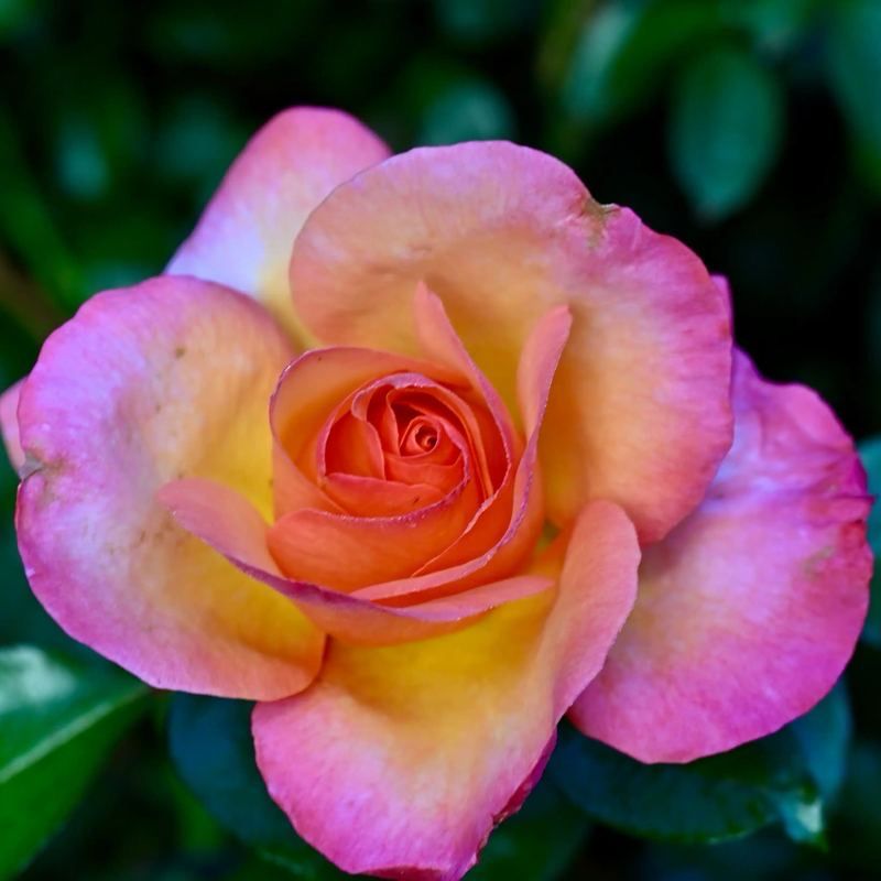 NIRP Rose “Rosa De Camino De Santiago” Grade One. Bare Root. On Dr. Huey Rootstock. Strong Fragrance! Large Blooms! NIRP Rose “Rosa De Camino De Santiago” Grade One. Bare Root. On Dr. Huey Rootstock. Strong Fragrance! Large Blooms!