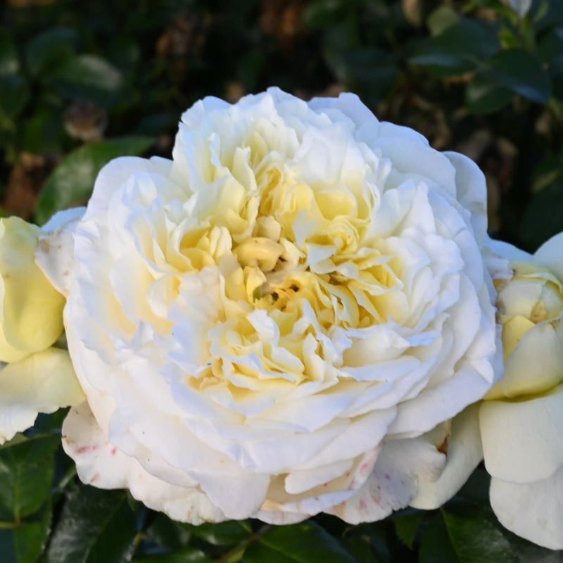 NIRP “Rose De Bretagne” Grade One. Bare Root. On Dr. Huey. Strong Fragrance! Large Bloom! NIRP “Rose De Bretagne” Grade One. Bare Root. On Dr. Huey. Strong Fragrance! Large Bloom!