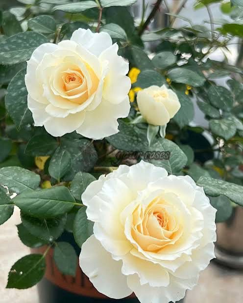 Roses Forever “Royal Diva” Grade One. Bare Root. On Dr. Huey. Strong Fragrance. Good Disease Resistance.