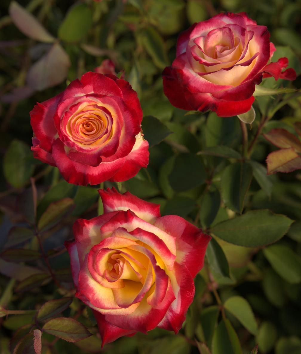 Rippetoe Rose “Strawberry Lemonade” Grade 1. Bare Root. On Dr. Huey. Rippetoe Rose “Strawberry Lemonade” Grade 1. Bare Root. On Dr. Huey.