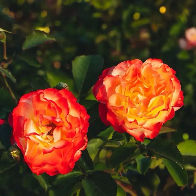 Rippetoe Rose “Sun Angel” Grade One. Bare Root. On Dr. Huey. Rippetoe Rose “Sun Angel” Grade One. Bare Root. On Dr. Huey.