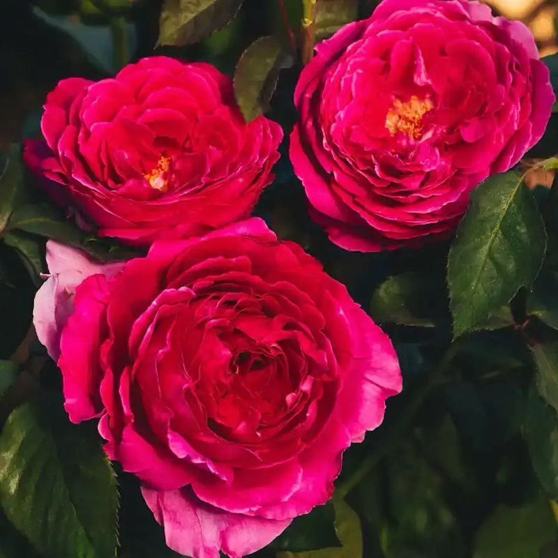 Interplant Rose “Artist’s Light” Grade 1. Bare Root Rose. On Dr. Huey Rootstock. Interplant Rose “Artist’s Light” Grade 1. Bare Root Rose. On Dr. Huey Rootstock.